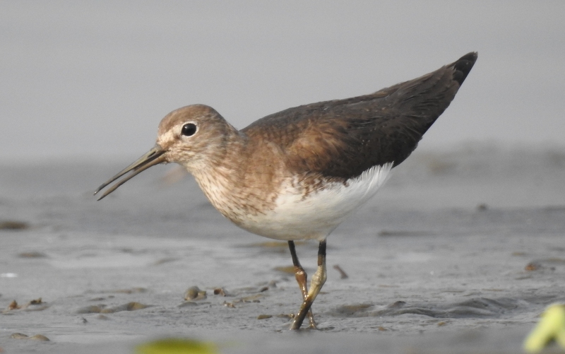 Green Sandpiper